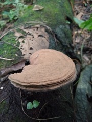 Hapalopilus rutilans