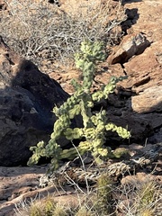 Cylindropuntia cholla