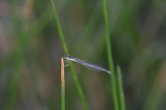 Ischnura verticalis