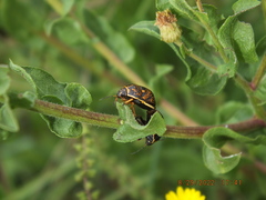 Orsilochides guttata