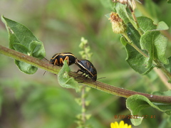 Orsilochides guttata