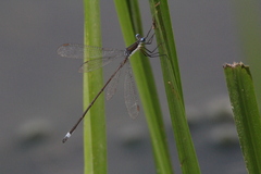 Lestes vigilax