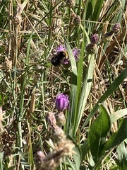 Bombus occidentalis