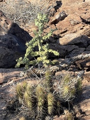 Cylindropuntia cholla