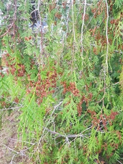 Cupressaceae