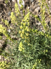 Reseda lutea