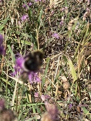 Bombus occidentalis