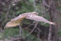 Buteo lineatus