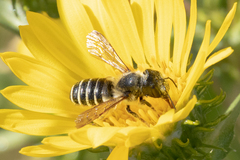 Megachile