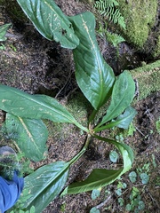 Lysichiton americanus