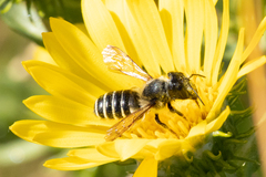 Megachile
