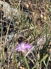 Bombus occidentalis