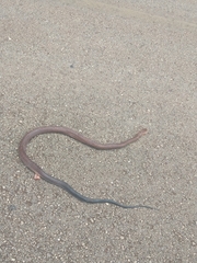 Drymarchon melanurus