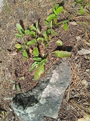 Veronica spicata