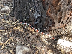 Micruroides euryxanthus