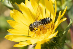 Megachile