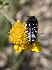 Acmaeodera rubronotata