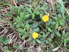 Stylosanthes biflora