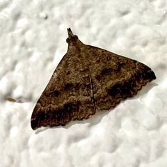 Tetanolita palligera