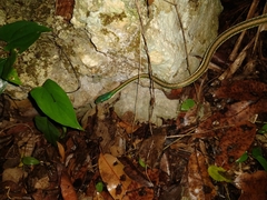 Leptophis mexicanus