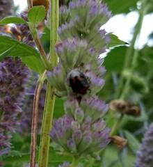 Cosmopepla lintneriana