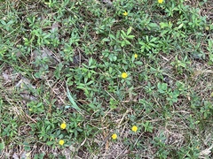 Stylosanthes biflora