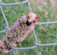 Cosmopepla lintneriana