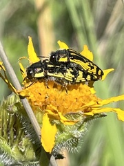 Acmaeodera amplicollis
