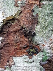 Dolichoderus debilis