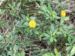 Stylosanthes biflora