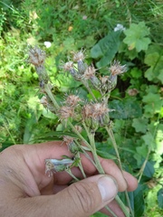 Saussurea controversa