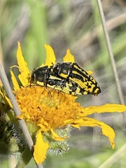 Acmaeodera amplicollis