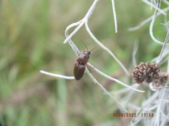 Diplostethus carolinensis
