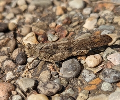 Trimerotropini