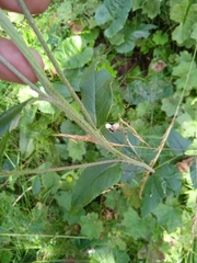 Saussurea controversa