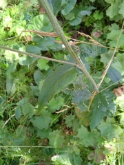 Saussurea controversa