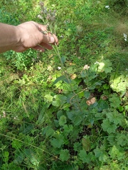 Saussurea controversa