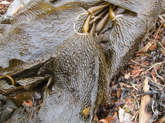 Macrocystis pyrifera