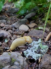 Ariolimax columbianus