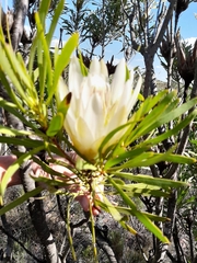 Protea repens