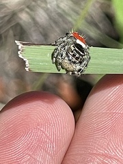 Phidippus carneus
