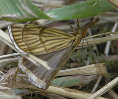 Chrysocrambus linetella