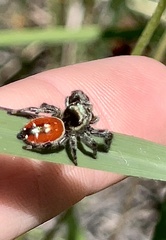 Phidippus carneus