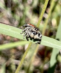 Phidippus carneus
