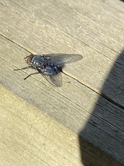 Calliphora vicina