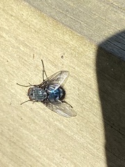 Calliphora vicina