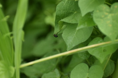 Coleoptera