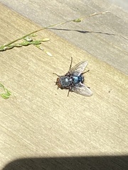 Calliphora vicina