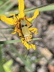 Chauliognathus misellus