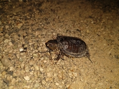 Kinosternon creaseri